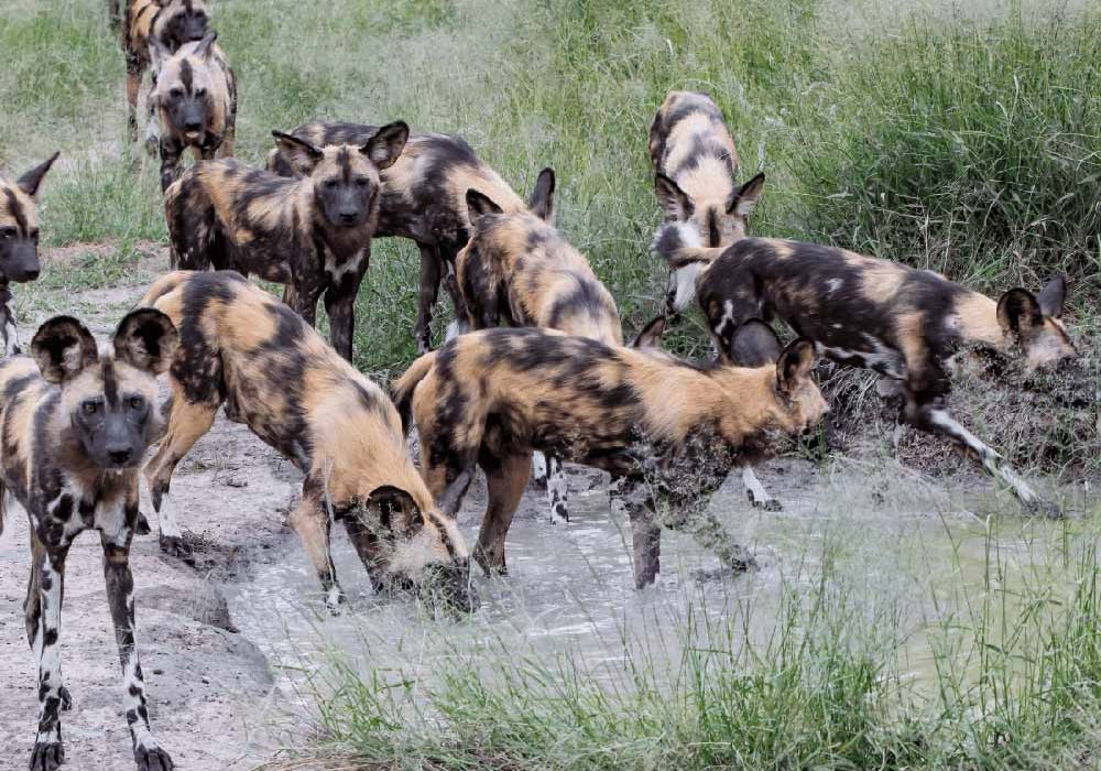wild-dog-mkomanzi-national-park