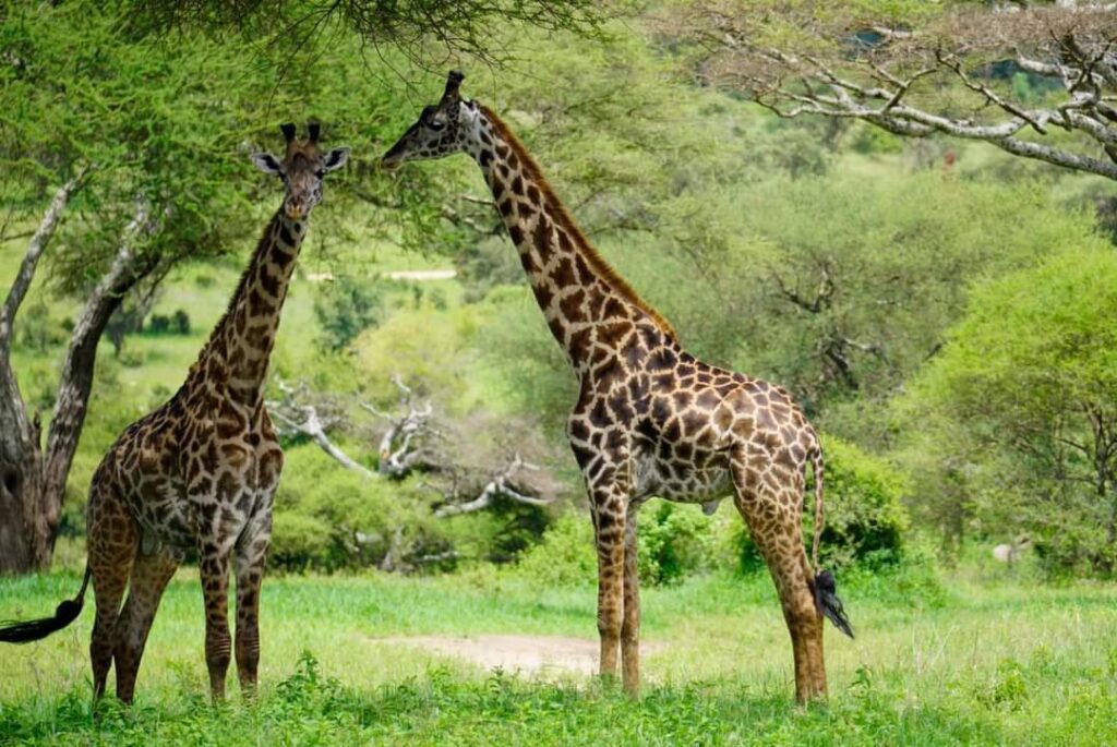 giraffe
