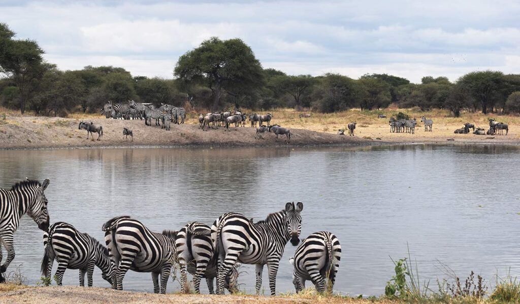 Tarangire