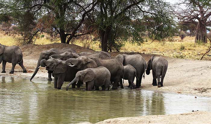 Tarangire National Park