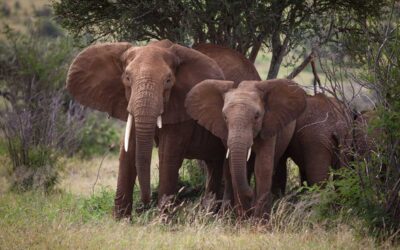 Busting 7 Common Safari Myths