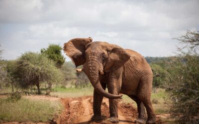 Entlarvung von 7 verbreiteten Safari-Mythen