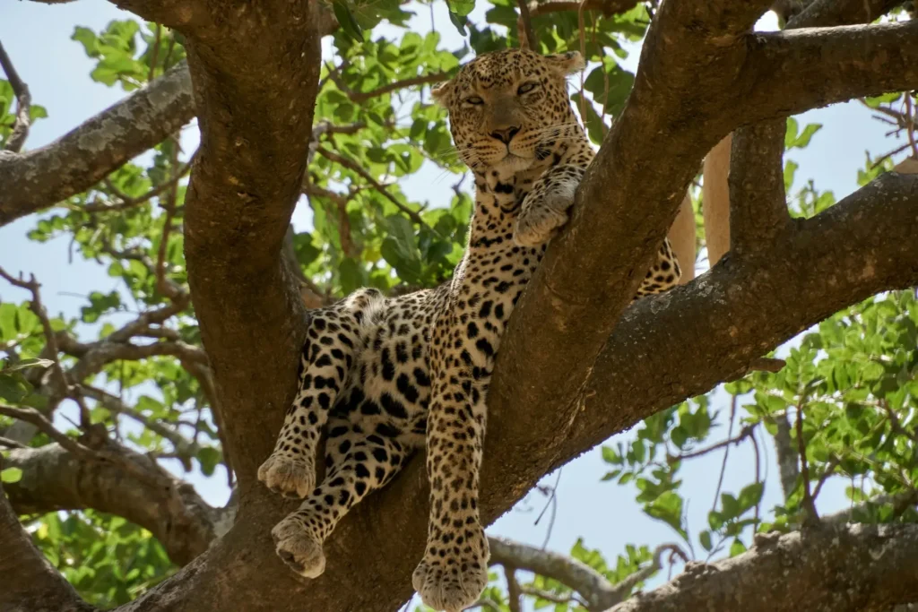 Tarangire National Park