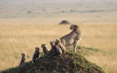 Die Big Five Safari in Tansania