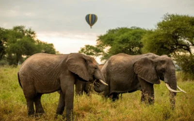 Discover Top Attractions in Tarangire National Park