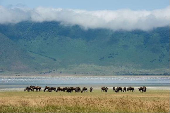 8 tag great migration zum mara river crossing