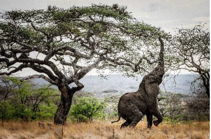elephant-at-tarangire