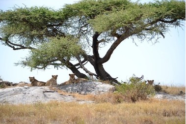 lion-family-under-the-tree