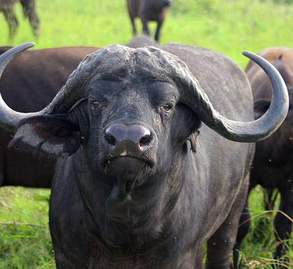 African Buffalo – Forces of the Wilderness African Buffalo – Forces of the Wilderness