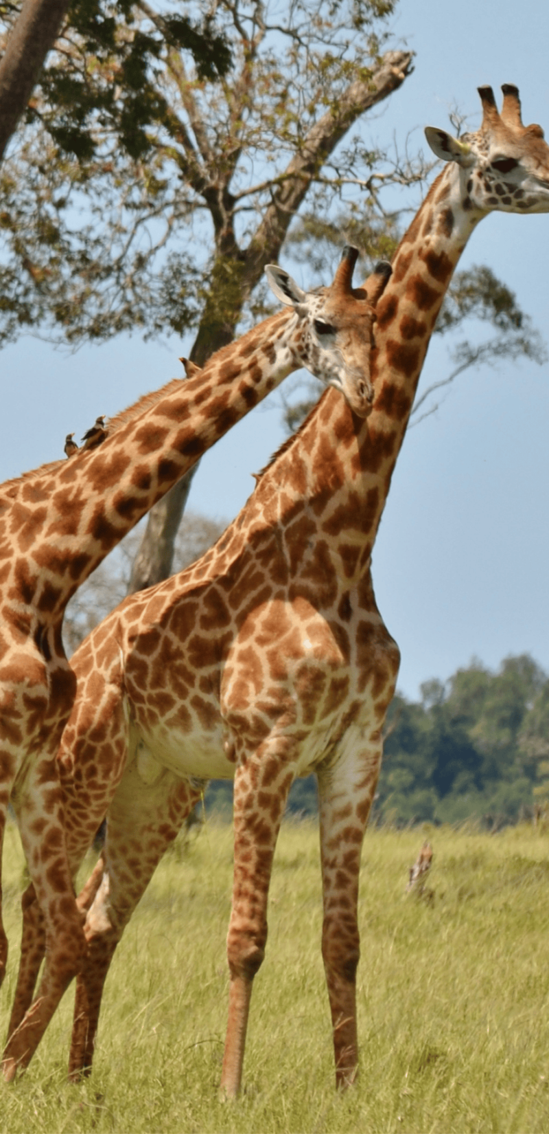 serengeti (1) serengeti (1)