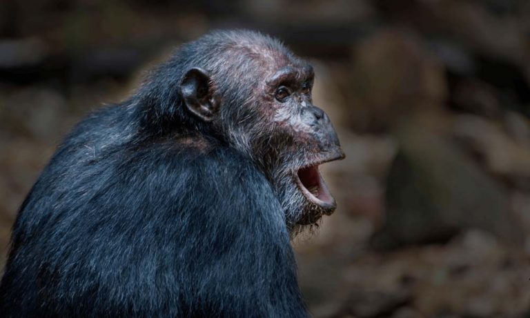 Monkey from Gombe National Park